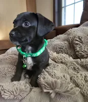 Spot, a male Xoloitzcuintli and Miniature Dachshund for sale in Porterville, CA – 2 of 3