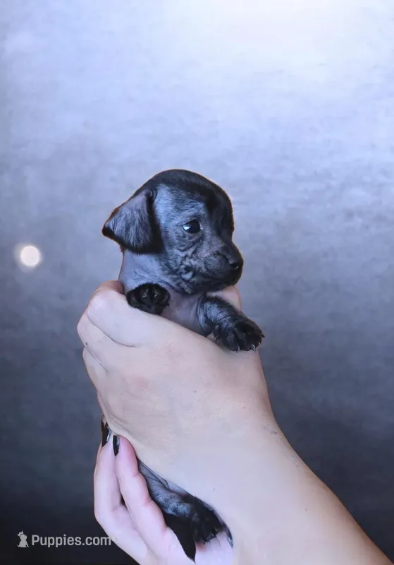 Tiny Girl – Xoloitzcuintli, Miniature Dachshund puppy on hold in Porterville, CA