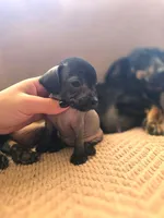 Tiny Girl, a female Xoloitzcuintli and Miniature Dachshund for sale in Porterville, CA – 3 of 4
