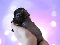 Tiny Girl, a female Xoloitzcuintli and Miniature Dachshund for sale in Porterville, CA – 2 of 4