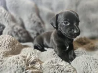Bear , a male Xoloitzcuintli and Miniature Dachshund for sale in Porterville, CA – 2 of 2