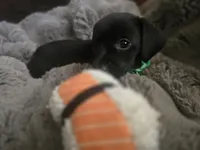 Spot, a male Xoloitzcuintli and Miniature Dachshund for sale in Porterville, CA – 3 of 3