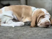 Green Boy, a male Bracco Italiano for sale in Duke Center, PA – 2 of 6