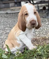 Green Boy, a male Bracco Italiano for sale in Duke Center, PA – 1 of 6