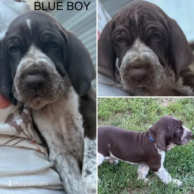 Blue boy – Bracco Italiano puppy for sale in Duke Center, PA