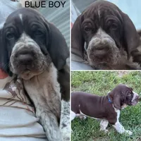 Blue boy, a male Bracco Italiano for sale in Duke Center, PA – 1 of 4