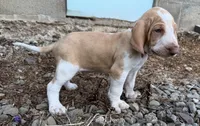 Forest Green Boy , a male Bracco Italiano for sale in Duke Center, PA – 2 of 5