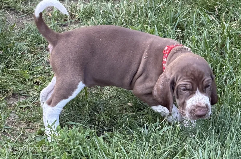 Red Boy – Bracco Italiano puppy for sale in Duke Center, PA