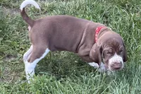 Red Boy, a male Bracco Italiano for sale in Duke Center, PA – 1 of 6