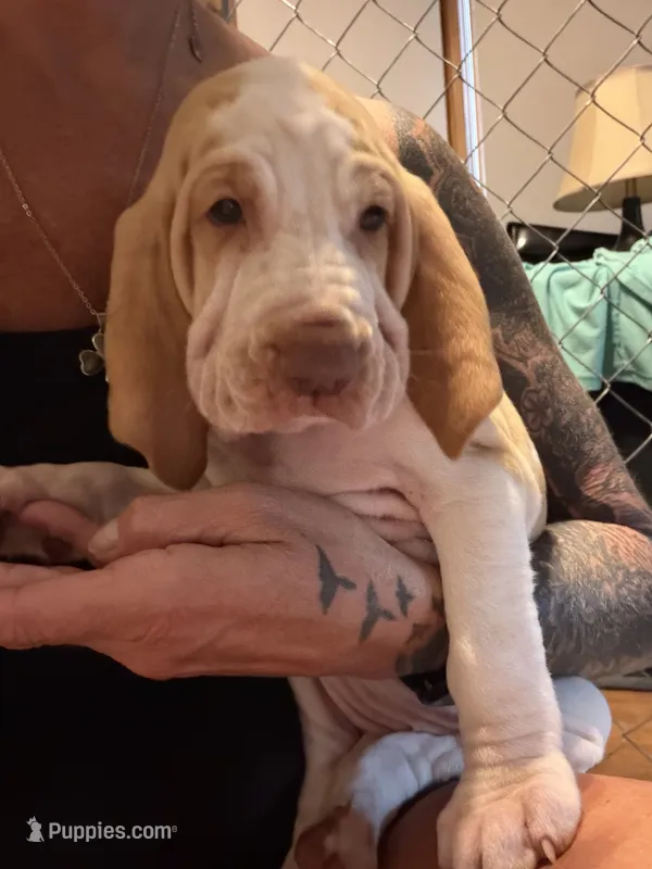 Violet Girl  – Bracco Italiano puppy for sale in Duke Center, PA
