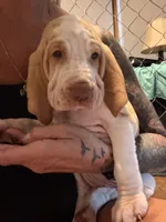 Violet Girl , a female Bracco Italiano for sale in Duke Center, PA – 1 of 6