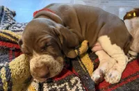 Red Boy, a male Bracco Italiano for sale in Duke Center, PA – 3 of 6