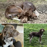 Green Boy, a male Bracco Italiano for sale in Duke Center, PA – 4 of 6