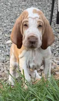 Green Boy, a male Bracco Italiano for sale in Duke Center, PA – 3 of 6