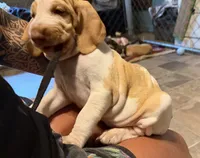 Plum Girl , a female Bracco Italiano for sale in Duke Center, PA – 3 of 6