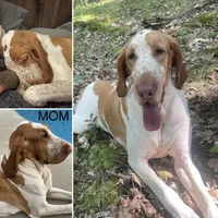 Blue boy, a male Bracco Italiano for sale in Duke Center, PA – 3 of 4