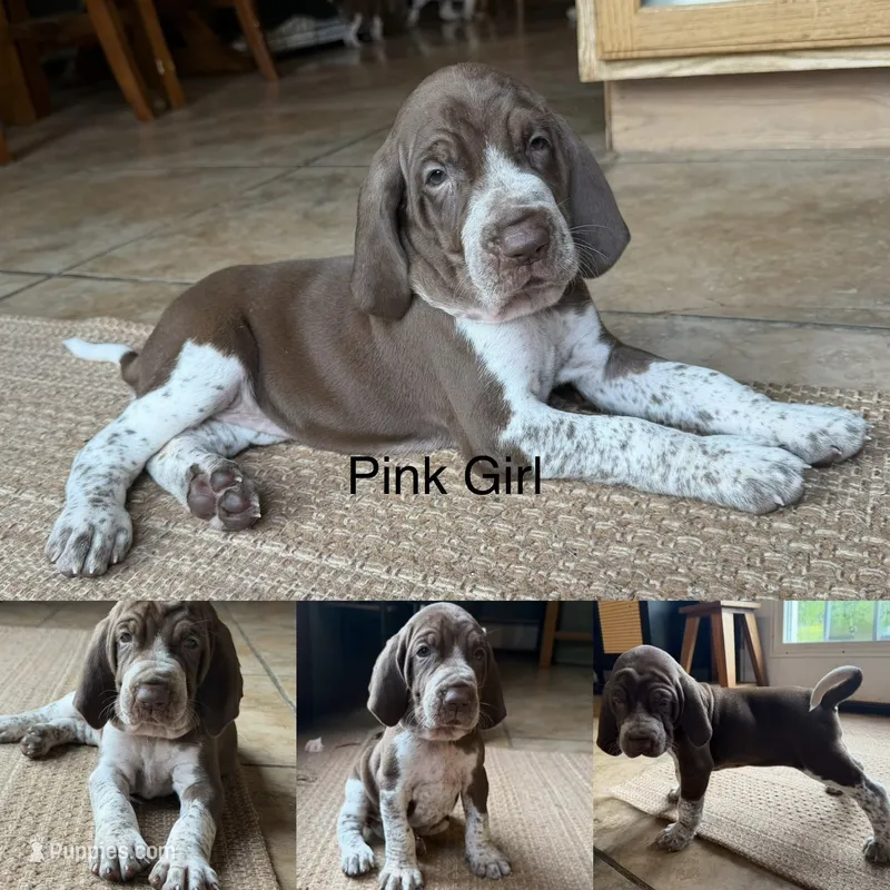 Pink Girl  – Bracco Italiano puppy for sale in Duke Center, PA