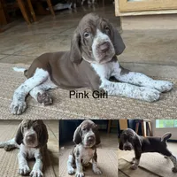 Pink Girl , a female Bracco Italiano for sale in Duke Center, PA – 1 of 4