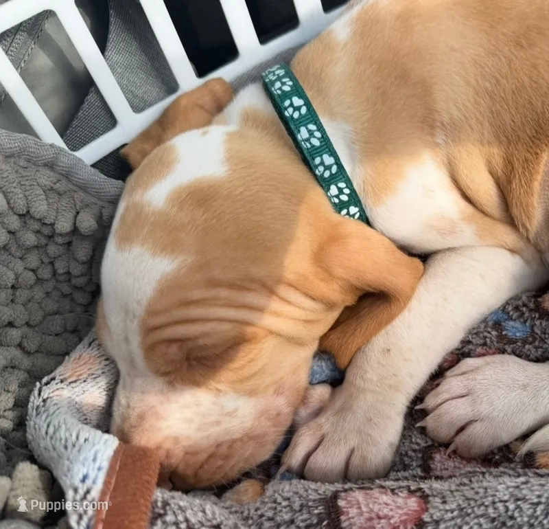 Forest Green Boy  – Bracco Italiano puppy for sale in Duke Center, PA