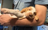 Plum Girl , a female Bracco Italiano for sale in Duke Center, PA – 2 of 6