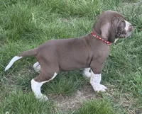 Red Boy, a male Bracco Italiano for sale in Duke Center, PA – 2 of 6