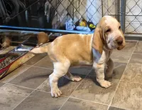 Violet Girl , a female Bracco Italiano for sale in Duke Center, PA – 3 of 6