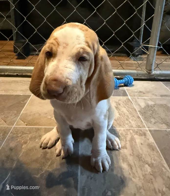 Plum Girl  – Bracco Italiano puppy for sale in Duke Center, PA