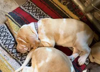 Violet Girl , a female Bracco Italiano for sale in Duke Center, PA – 2 of 6