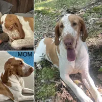 Forest Green Boy , a male Bracco Italiano for sale in Duke Center, PA – 3 of 5