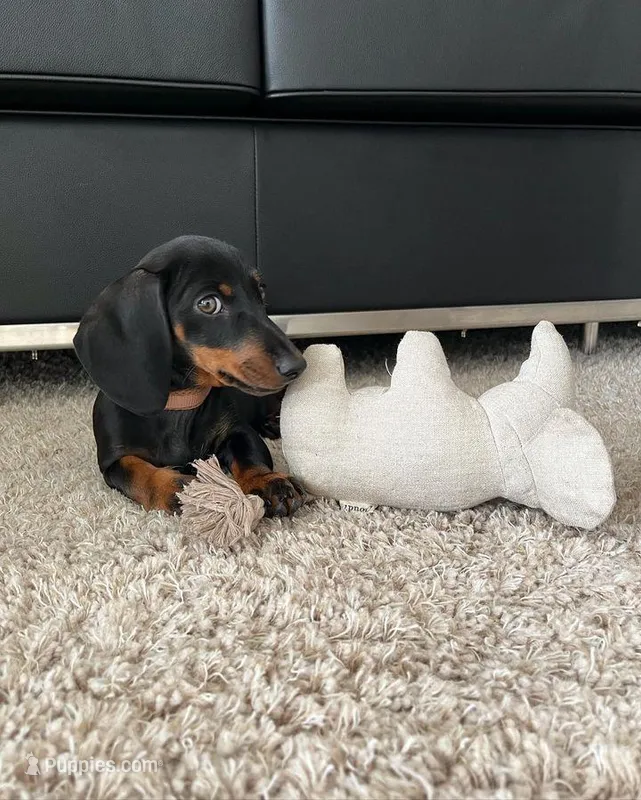 salchicha – Miniature Dachshund puppy for sale in Bakersfield, CA