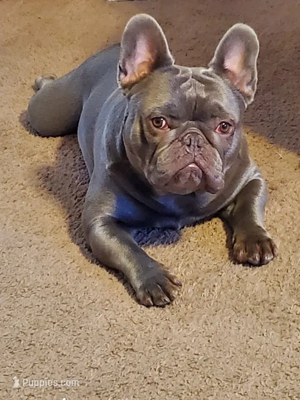 Tank  – French Bulldog puppy for sale in Waco, TX