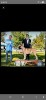 Loki, a male Cane Corso for sale in Milliken, CO – 1 of 3