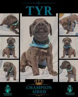 Tyr, a male Cane Corso for sale in Milliken, CO – 4 of 4