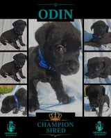 Odin, a male Cane Corso for sale in Milliken, CO – 3 of 3