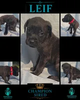 Leif, a male Cane Corso for sale in Milliken, CO – 3 of 3