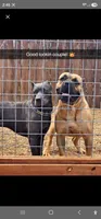 Tyr, a male Cane Corso for sale in Milliken, CO – 3 of 4
