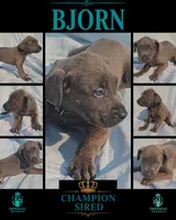 Bjorn, a male Cane Corso for sale in Milliken, CO – 3 of 3