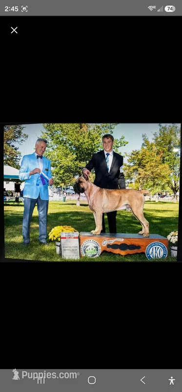 Leif – Cane Corso puppy for sale in Milliken, CO