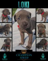 Loki, a male Cane Corso for sale in Milliken, CO – 3 of 3