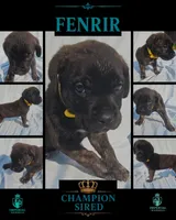 Fenrir, a male Cane Corso for sale in Milliken, CO – 3 of 3