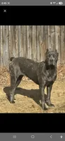 Bjorn, a male Cane Corso for sale in Milliken, CO – 2 of 3