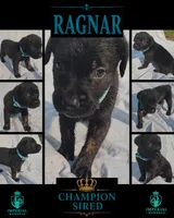Ragnar, a male Cane Corso for sale in Milliken, CO – 2 of 3