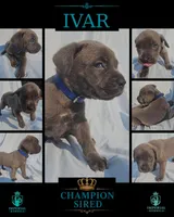 Ivar, a male Cane Corso for sale in Milliken, CO – 3 of 3