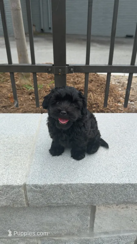 Adnois – Maltipoo puppy for sale in Atlanta, GA