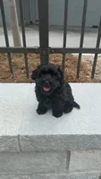 Adnois, a male Maltipoo for sale in Atlanta, GA – 1 of 6