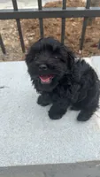 Adnois, a male Maltipoo for sale in Atlanta, GA – 3 of 6