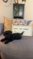 Adnois, a male Maltipoo for sale in Atlanta, GA – 2 of 6