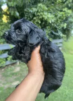 Adnois, a male Maltipoo for sale in Atlanta, GA – 6 of 6