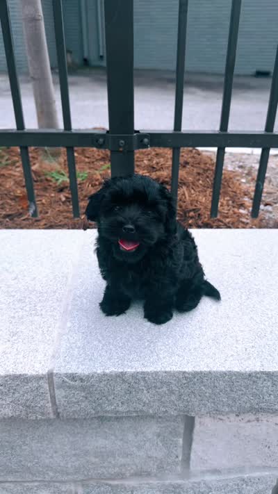 Adnois, a male Maltipoo for sale in Atlanta, GA – 5 of 6