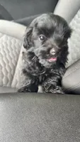 Adnois, a male Maltipoo for sale in Atlanta, GA – 4 of 6